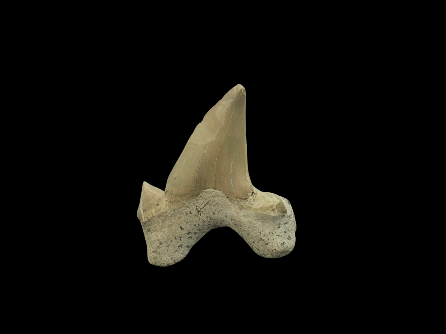 Echter halbfossiler Haifischzahn im Schweberahmen