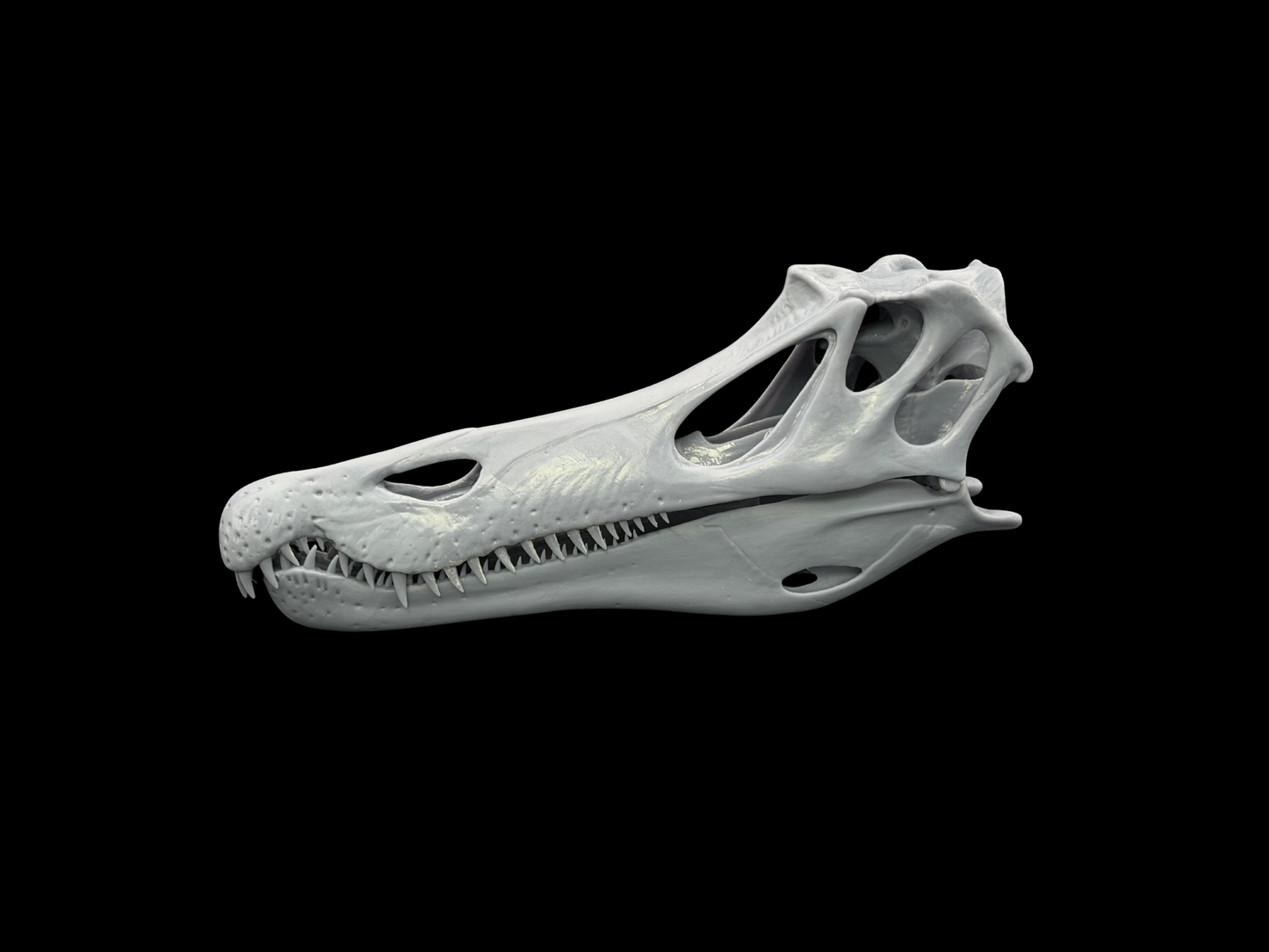 Baryonyx Schädel – Ancient Giants Collection