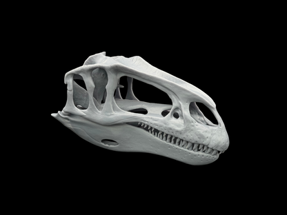 Neovenator Schädel – Ancient Giants Serie