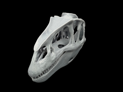 Neovenator Schädel – Ancient Giants Serie