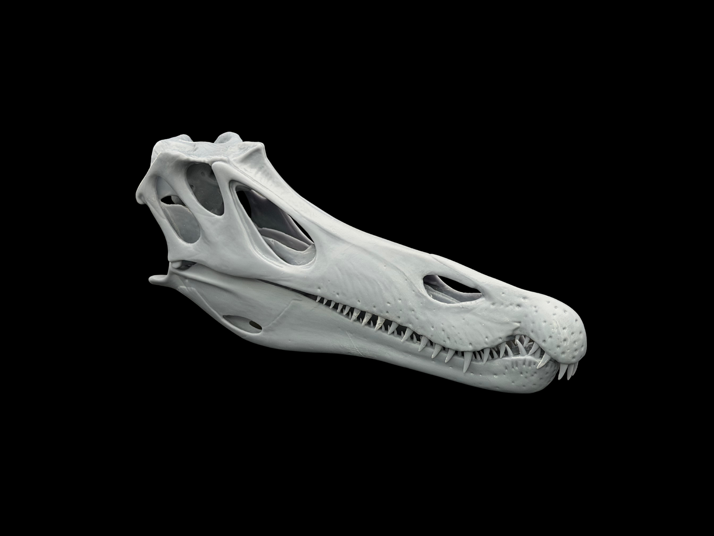 Baryonyx Schädel – Ancient Giants Collection