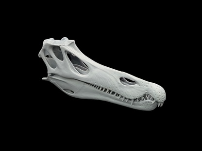 Baryonyx Schädel – Ancient Giants Collection