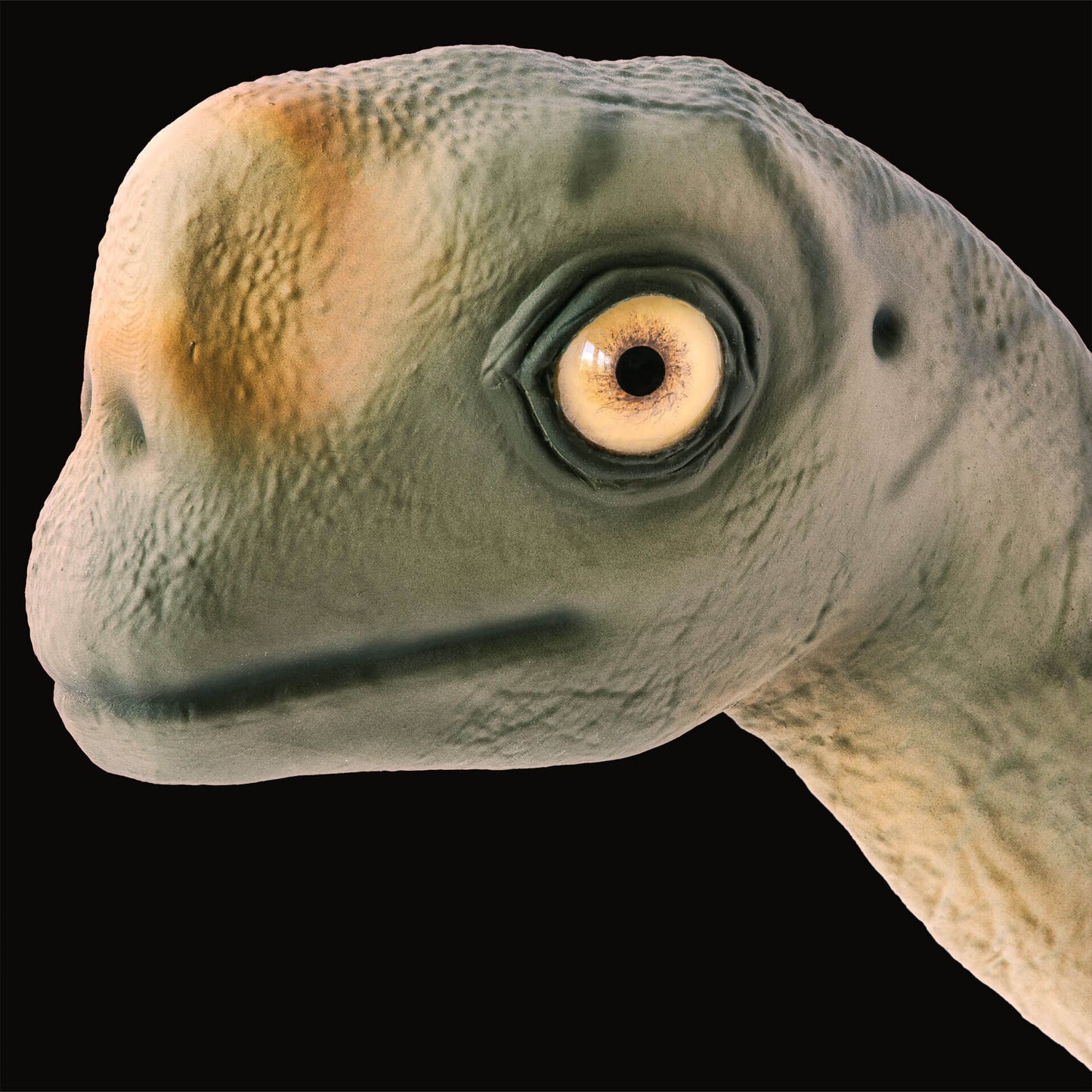 Europasaurus Baby