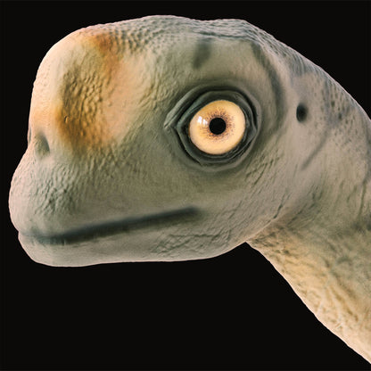 Europasaurus Baby
