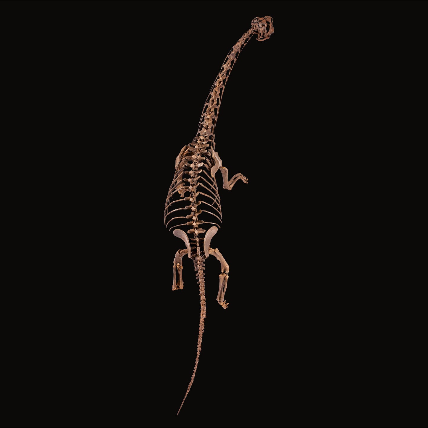 Europasaurus Skelett