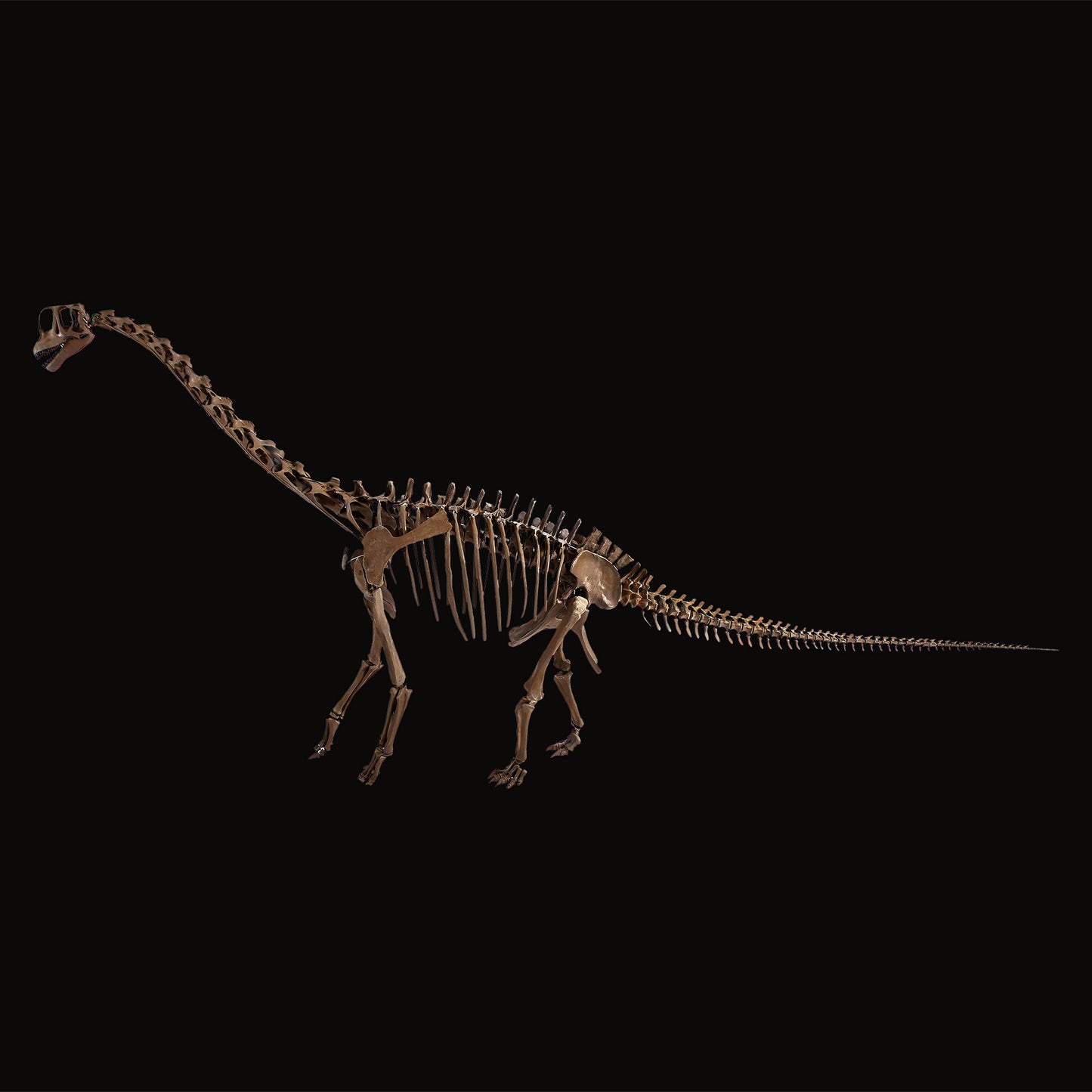 Europasaurus Skelett