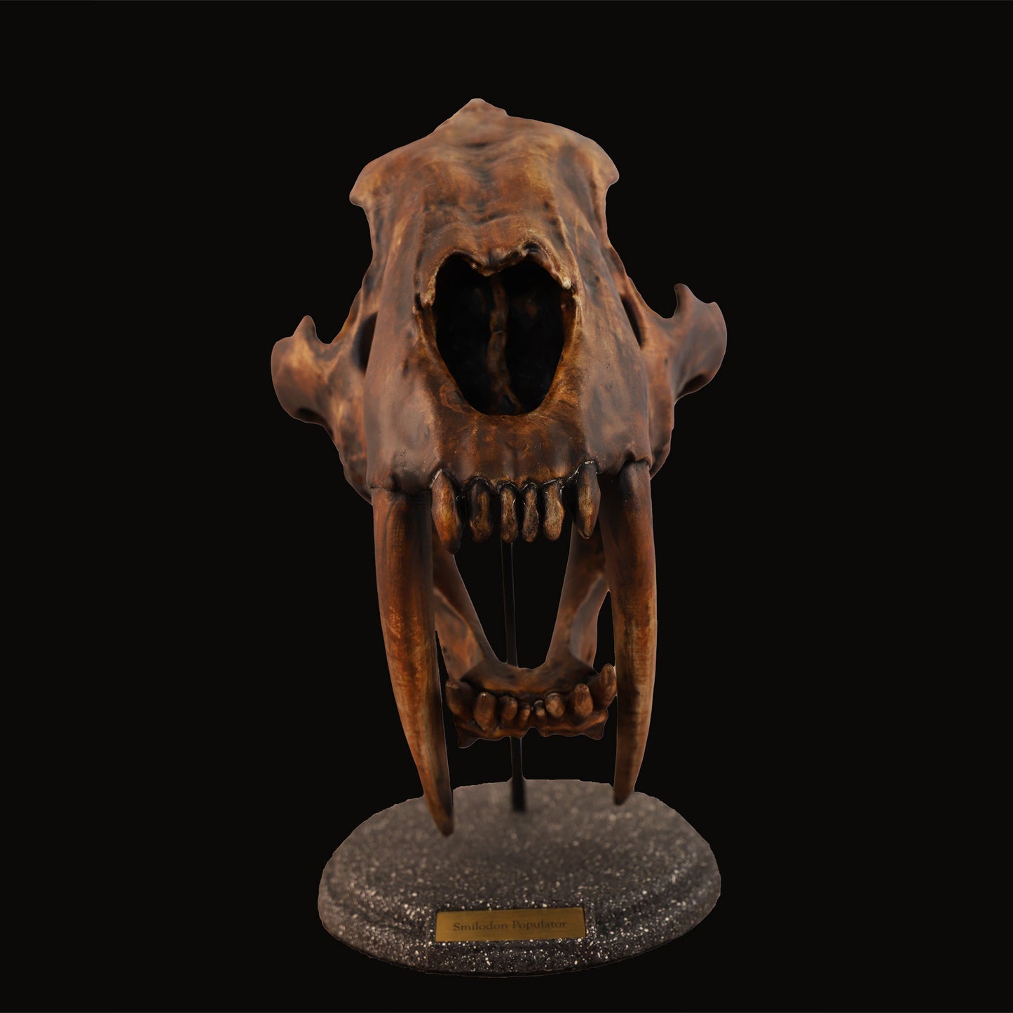 Smilodon populator Schädel